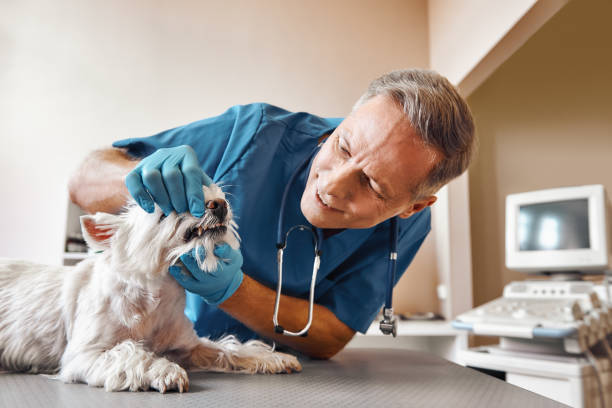 Best 24-Hour Dental Clinic Near Me  in St Paul, TX